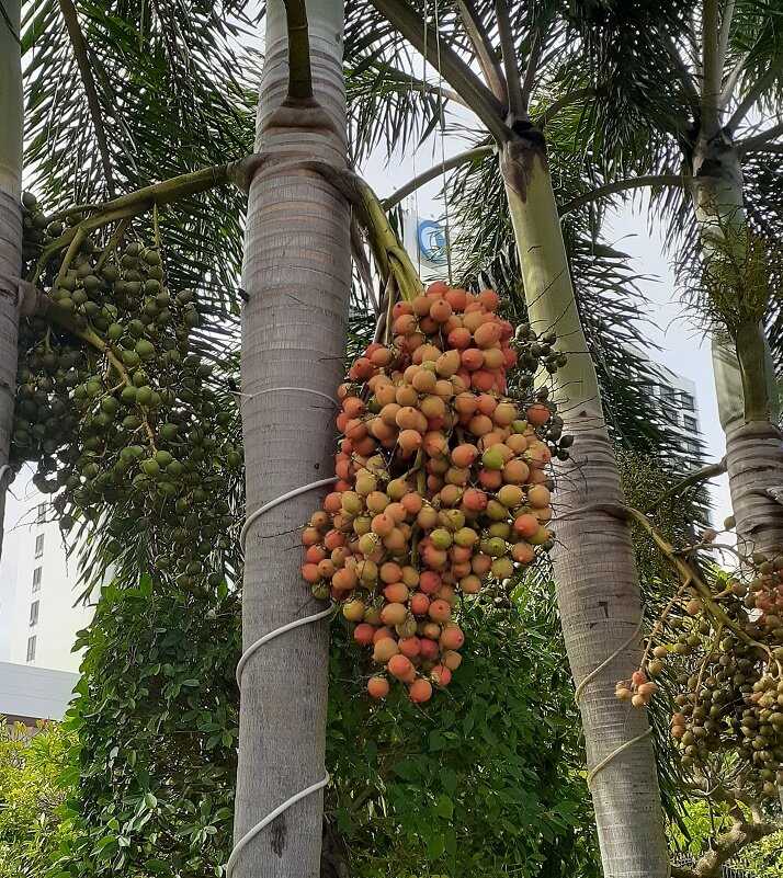 Вопросы о Бетелевая пальма