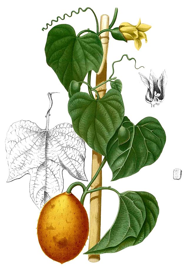 Что такое Момордика кохинхинская, как ее выращивать и использовать в кулинарии — подробный гид