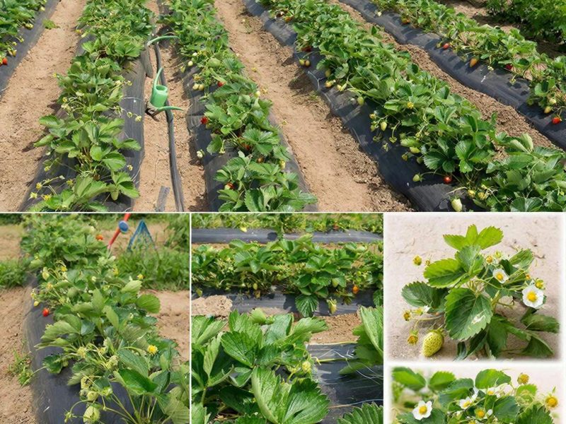 Геометрия богатого урожая: как правильно выбрать схему посадки клубники для идеальной грядки