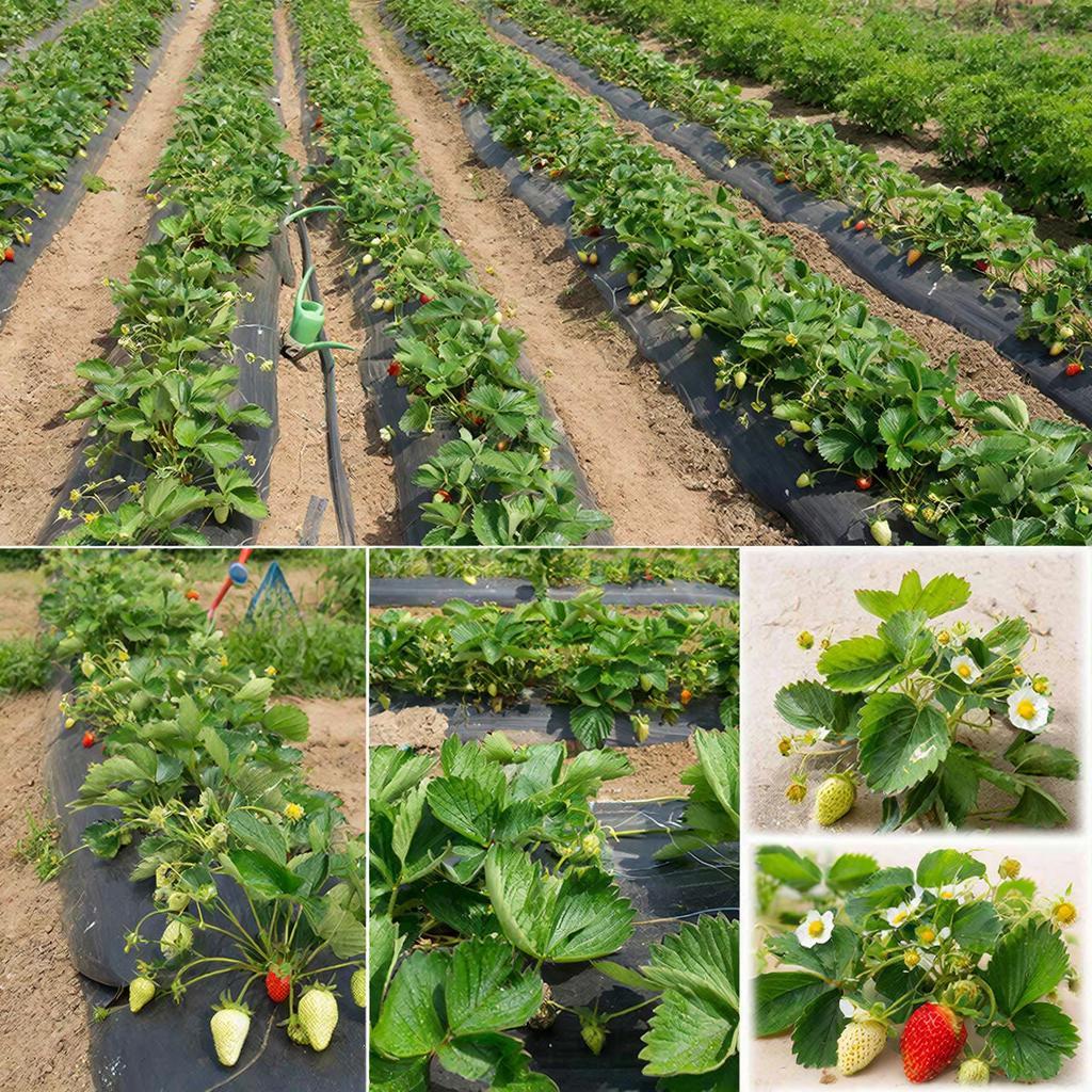 Геометрия богатого урожая: как правильно выбрать схему посадки клубники для идеальной грядки